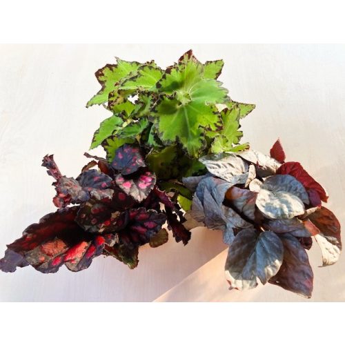Begonia rex