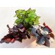 Begonia rex