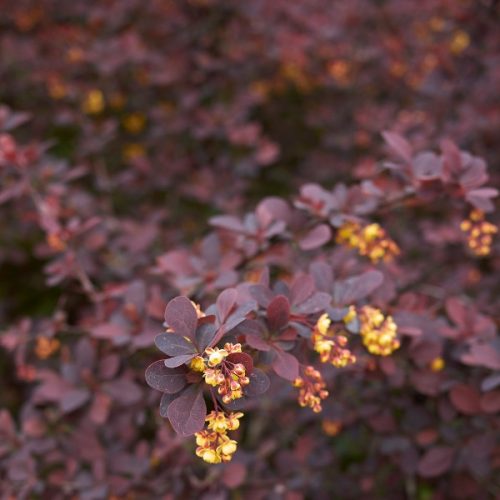 Berberis thunbergii ’Atropurpurea Nana’