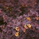 Berberis thunbergii ’Atropurpurea Nana’