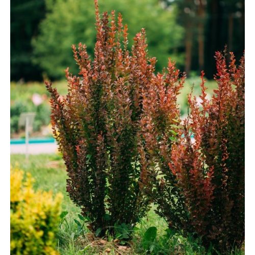 Berberis thunbergii 'Red Rocket'