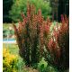 Berberis thunbergii 'Red Rocket'