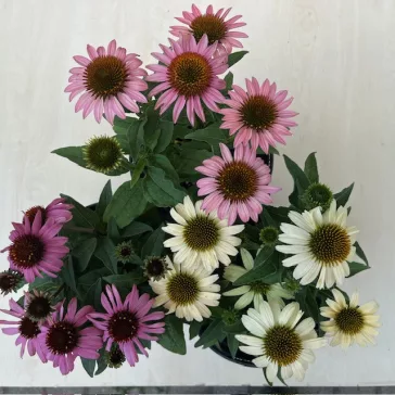 Echinacea