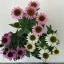 Echinacea