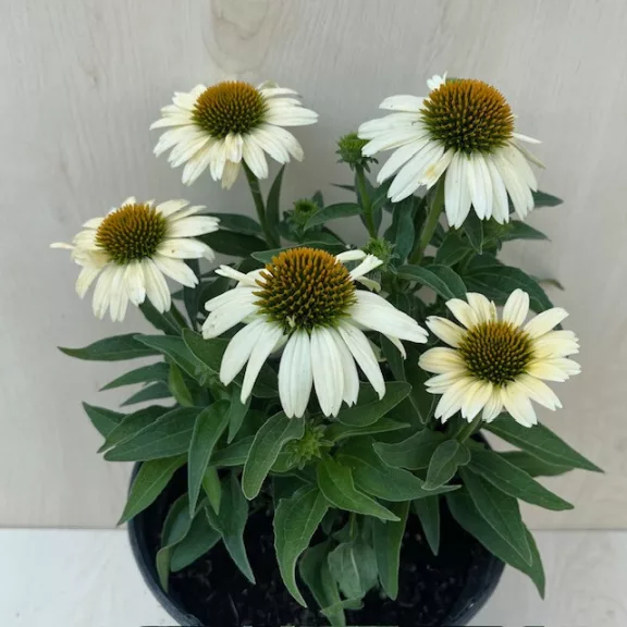 Echinacea Echinacea