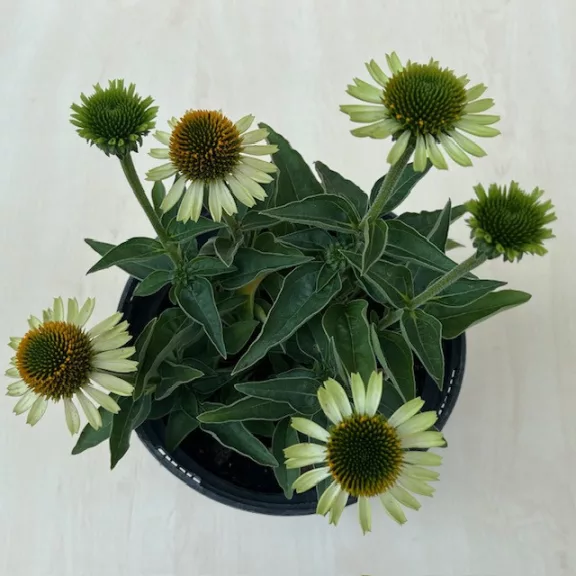 Echinacea Echinacea
