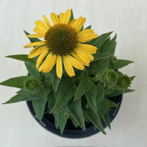 Echinacea Echinacea
