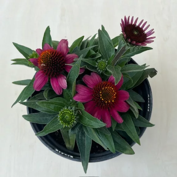 Echinacea Echinacea
