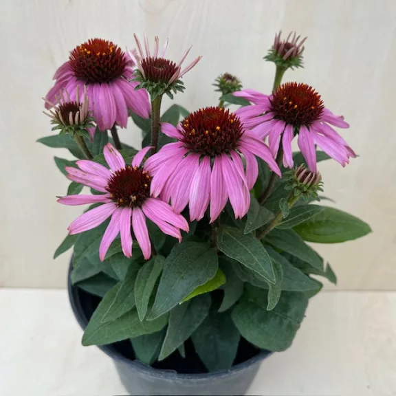 Echinacea Echinacea