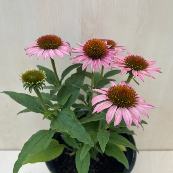 Echinacea Echinacea