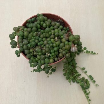 Senecio rowleyanus