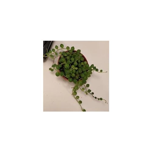 Senecio rowleyanus