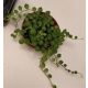 Senecio rowleyanus