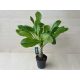 Brighamia insignis 