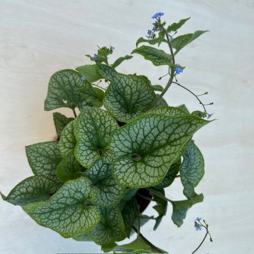 Brunnera macrophylla ‘Silver Heart’