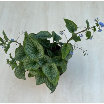 Brunnera macrophylla ‘Silver Heart’