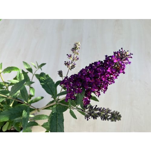 Buddleja davidii 'Summer Bird Sky Blue'