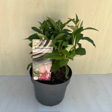 Buddleja davidii Butterfly Candy Little White