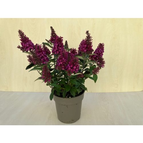 Buddleja davidii  Little Ruby