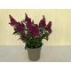 Buddleja davidii  Little Ruby