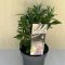 Buddleja davidii Butterfly Candy Little White