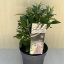 Buddleja davidii Butterfly Candy Little White