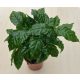 Coffea arabica