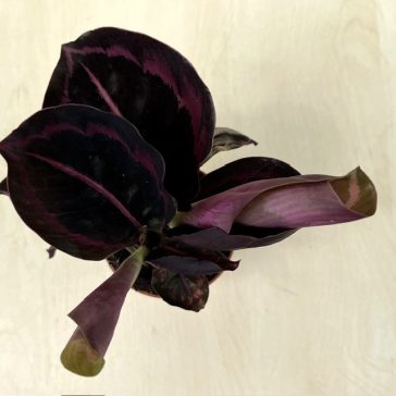 Calathea roseopicta 'Dottie' 