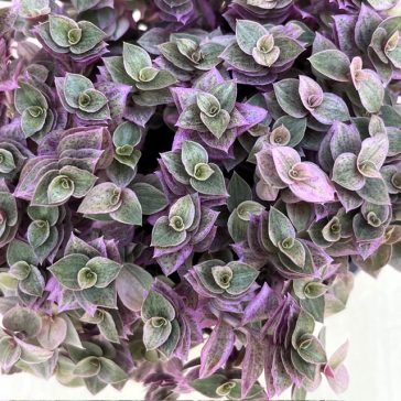 Callisia repens 'Pink Lady'
