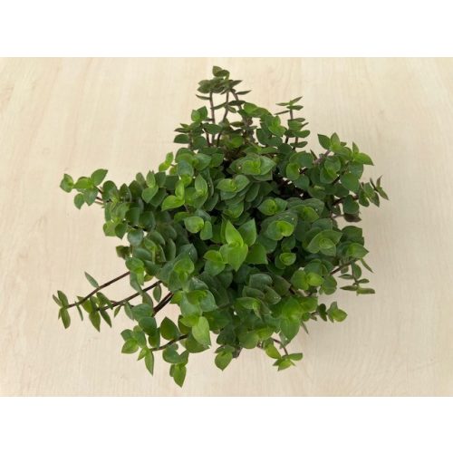 Callisia repens 'Turtle'