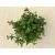 Callisia repens 'Turtle'