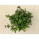 Callisia repens 'Turtle'