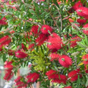 Callistemon