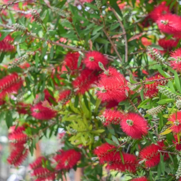 Callistemon Callistemon