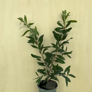 Callistemon