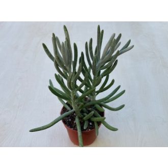 Caputia scaposa - Senecio scaposus