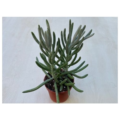 Caputia scaposa - Senecio scaposus