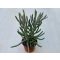 Caputia scaposa - Senecio scaposus