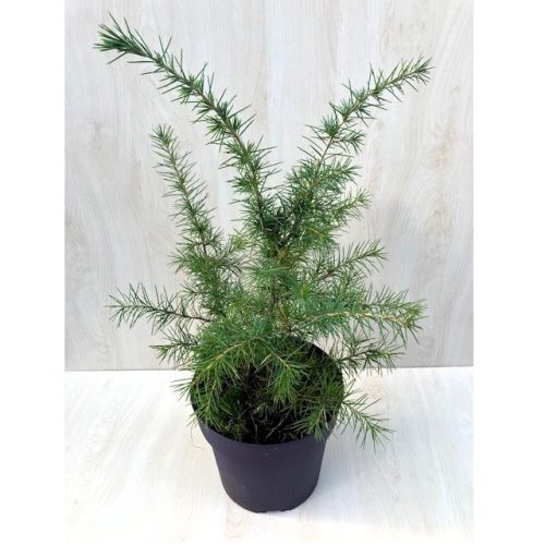 Cedrus Deodara