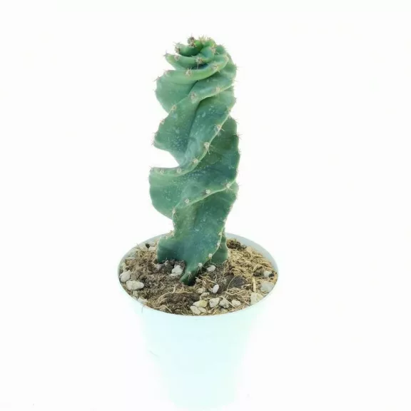 Cereus 'Spiralis' Cereus 'Spiralis'