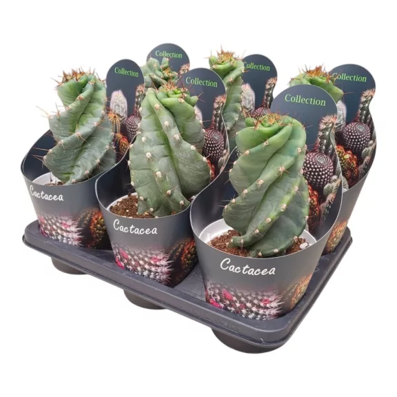 Cereus 'Spiralis' Cereus 'Spiralis'