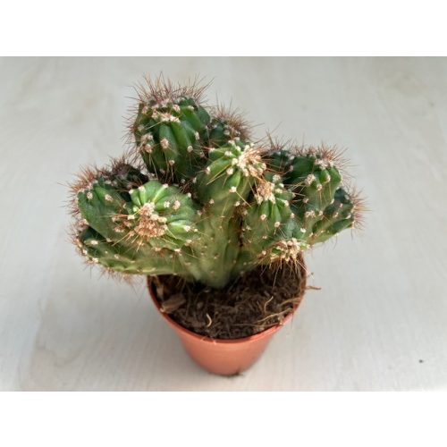 Cereus sp. mostruosus cristatus