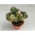 Cereus sp. mostruosus cristatus