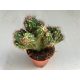 Cereus sp. mostruosus cristatus