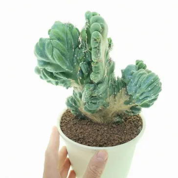 Cereus peruvianus Monstrosa