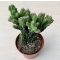 Cereus peruvianus Monstrose