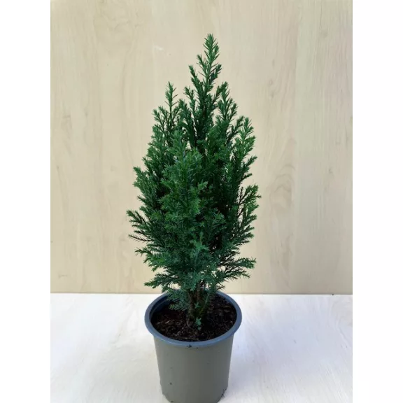 Chamaecyparis lawsoniana 'Ellwoodii' Chamaecyparis lawsoniana 'Ellwoodii'