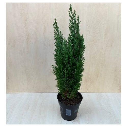 Chamaecyparis lawsoniana 'Ellwoodii' 