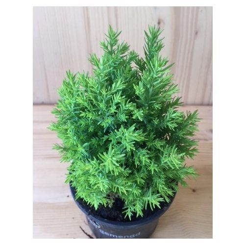 Chamaecyparis lawsoniana 'Empire'