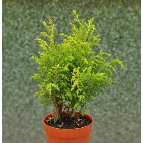 Chamaecyparis pisifera 'Plumosa Aurea'